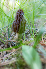 Close up of a fresh morel mushroom growing in the spring grass in Idaho. Morels are a large part of the culinary culture in the USA.