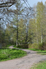 Beautiful forest area with tall green spruce trees, firs, birches, bushes, grass, bright flowers, meadows in forest Espoo, Finland. Forest wilderness with old trees, roots, green old wood, rotten bran