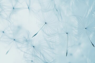 Dandelion seeds in soft focus, delicate nature photography. for backgrounds, textures, and artistic projects.