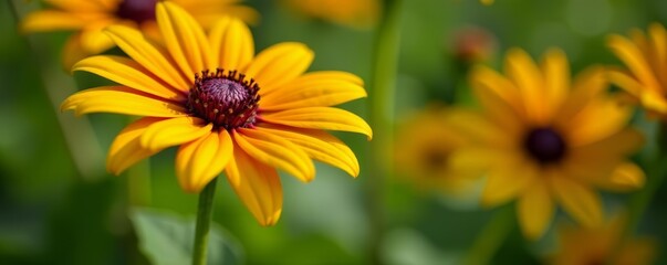 Obraz premium Close-up shot of rudbeckia blossoms blending seamlessly with natural background, double exposure, artistic, photography