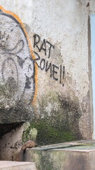 A brown rat stands alert near a crack in a concrete structure, representing urban wildlife in a gritty, man-made environment. 