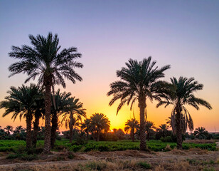Obraz premium The serene scene of date palm trees against a sunset sky represents the agricultural and natural aspects of the country.