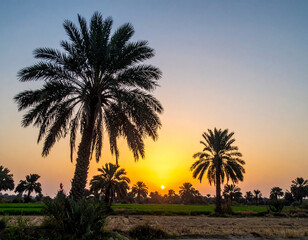 Obraz premium The serene scene of date palm trees against a sunset sky represents the agricultural and natural aspects of the country.