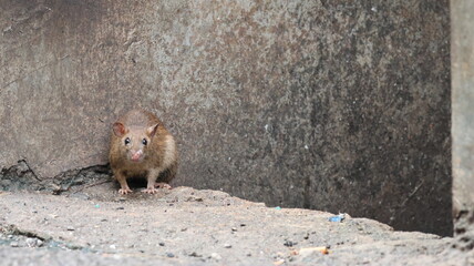 A brown rat stands alert near a crack in a concrete structure, representing urban wildlife in a gritty, man-made environment. 