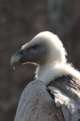 Close-up portrait of a Griffon Vulture (Gyps fulvus) looking directly at the camera. Captured in natural light with a blurred forest background, this detailed wildlife shot highlights the bird's power