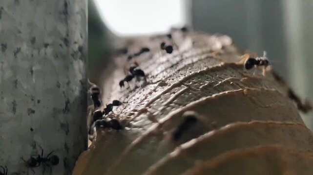 Ants are working, ant life