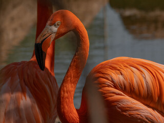 Close-up of a vibrant flamingo preening its feathers, with its elegant neck curved in a graceful loop. The rich orange-pink plumage.