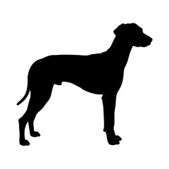 Black silhouette of a dog animal pet canine mammal domestic breed puppy hound vector art image