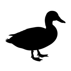 Duck silhouette vector image featuring bird waterfowl animal wildlife nature avian illustration graphic