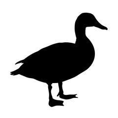 Black duck silhouette vector illustration of waterfowl bird animal wildlife nature design graphic art