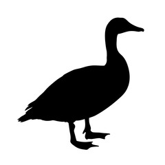 Silhouette of a goose wildlife bird waterfowl animal nature avian illustration vector graphic design