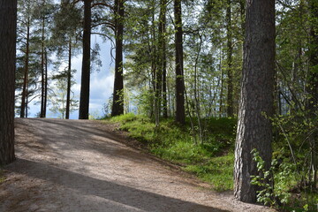 Beautiful forest area with tall green spruce trees, firs, birches, bushes, grass, bright flowers, meadows in forest Espoo, Finland. Forest wilderness with old trees, roots, green old wood, rotten bran