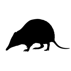 Explore echidna anteater vector art: australian wildlife animal mammal monotreme spiny anteater design
