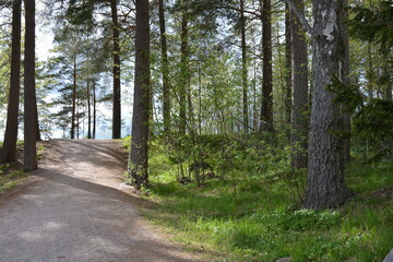 Beautiful forest area with tall green spruce trees, firs, birches, bushes, grass, bright flowers,...