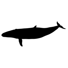 Whale silhouette ocean animal marine life aquatic mammal humpback whale sea creature design vector art