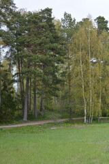 Beautiful forest area with tall green spruce trees, firs, birches, bushes, grass, bright flowers, meadows in forest Espoo, Finland. Forest wilderness with old trees, roots, green old wood, rotten bran