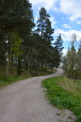 Beautiful forest area with tall green spruce trees, firs, birches, bushes, grass, bright flowers, meadows in forest Espoo, Finland. Forest wilderness with old trees, roots, green old wood, rotten bran