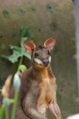 A close-up photo of a wallaby standing alert among greenery, showcasing its expressive face, large ears, and soft brown fur. 