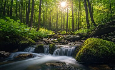 Obraz premium Sunlit forest stream cascading over rocks