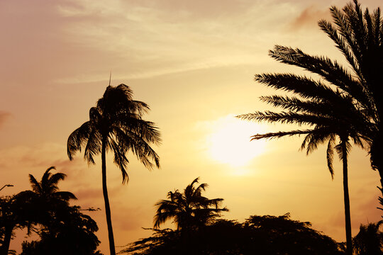a vibrant tropical sunset scene, featuring silhouetted palm trees against a colorful sky. Caribbean backdrop design element or banner - Powered by Adobe