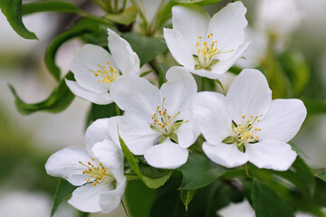 Apple tree in blossom. flowers of Apple tree.