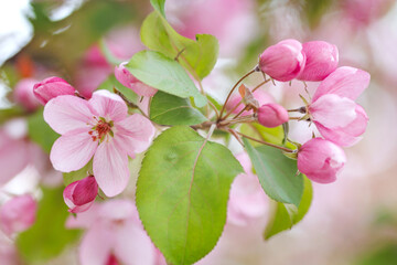 Blossoming apple tree, delicate pink apple tree flowers.