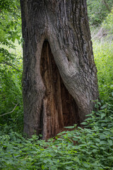 Damaged tree trunk at the bottom.
