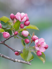 Apple tree in bloom, delicate pink apple tree flowers