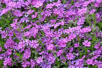 Purple Phlox stolonifera, creeping phlox, &lsquo;Purple Beauty&rsquo; in flower.