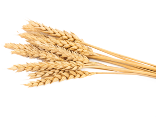 Horizontal wheat ears isolated on white  background PNG