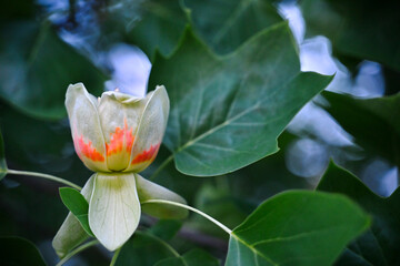 Liliodendron tulipifera, il suo fiore