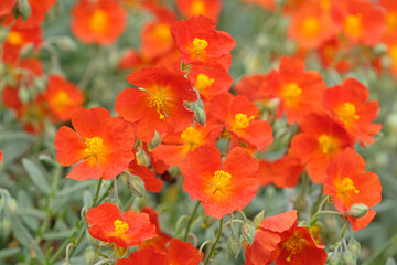 Right red orange Helianthemum, or rock rose, sun rose ‘Henfield Brilliant’ in flower.