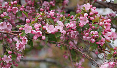 Apple tree in bloom, delicate pink apple tree flowers.