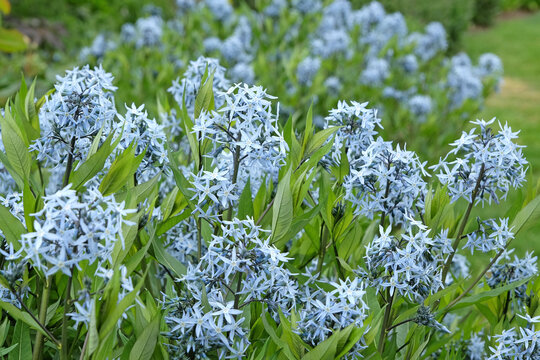 Blue Amsonia variety salicifolia, eastern bluestar, in flower.