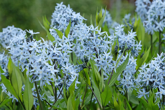 Blue Amsonia variety salicifolia, eastern bluestar, in flower.