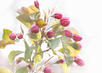 Apple tree in bloom, delicate pink apple tree flowers.