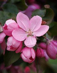 Apple tree in bloom, delicate pink apple tree flowers.