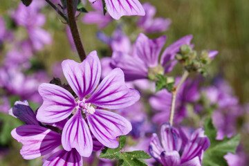Obraz premium Bright purple flowers bloom in a sunny meadow under clear blue skies during springtime