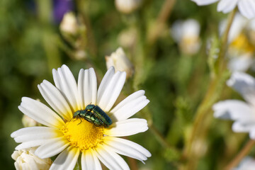 Colorful beetle resting on a white daisy in a vibrant meadow during springtime