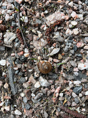 snail on the stone
