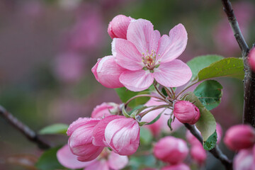 Pink apple blossom, delicate pink apple tree flowers.