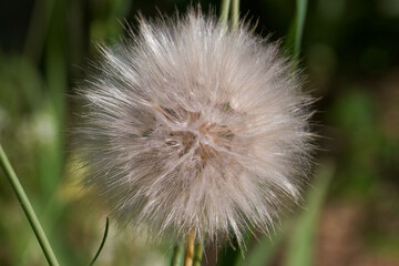 Close up view of a dandelion seed head surrounded by green grass on a sunny day in a natural garden...