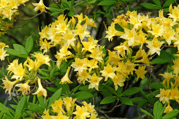 Yellow Rhododendron, deciduous azalea ‘Narcissiflorum’ in flower.