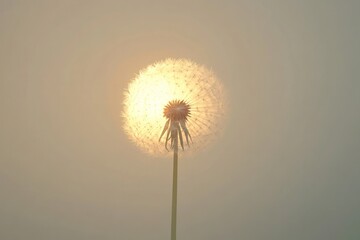 Fototapeta premium A close-up of a delicate dandelion puffball illuminated by the warm, golden rays of a sunset, set against a clean white background, creating a serene and tranquil atmosphere