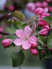 Obraz premium Pink apple blossom, delicate pink apple tree flowers.