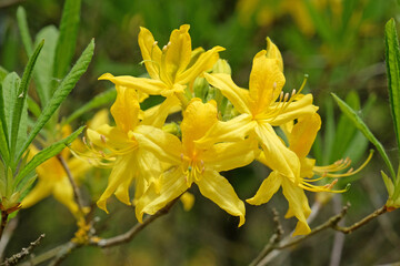 Rhododendron luteum, the yellow azalea or honeysuckle azalea in flower.