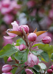 Pink apple blossom, delicate pink apple tree flowers.