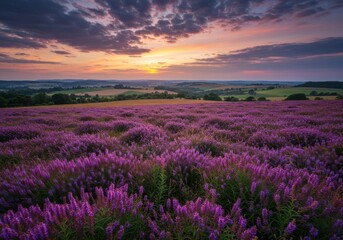 Lavender field at sunset landscape