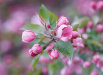 Pink apple blossom, delicate pink apple tree flowers.