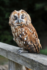Tawny owl, strix aluco, portrait of a bird of prey with beautiful plumage close-up sleeping on a wooden railing